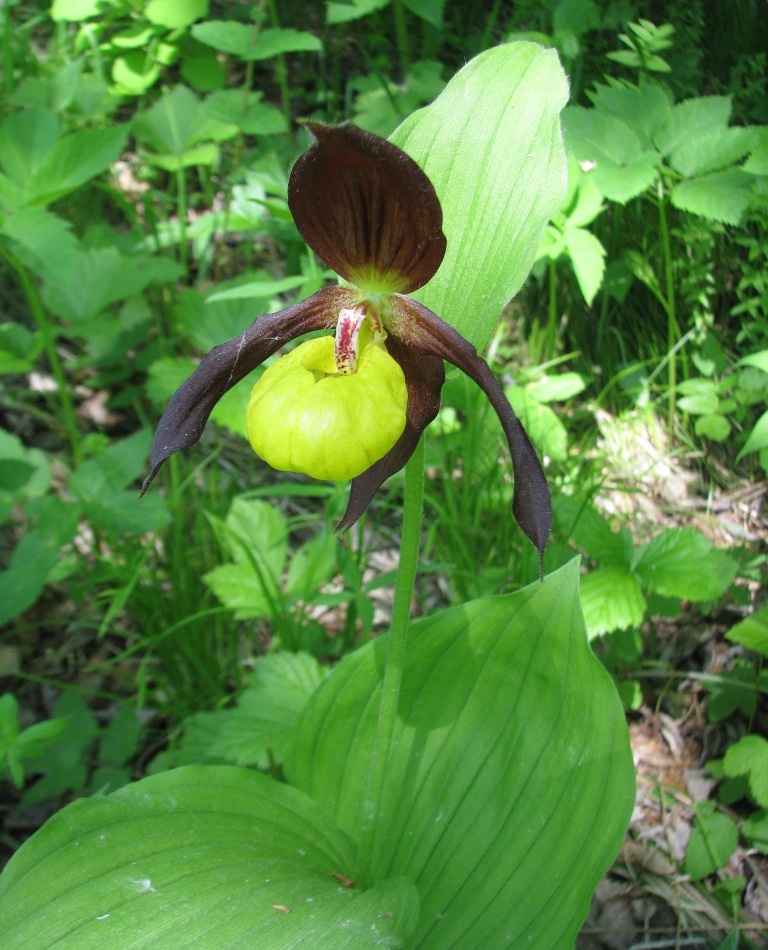 Изображение особи Cypripedium calceolus.