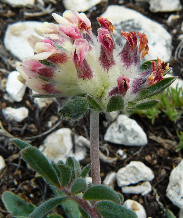 Изображение особи Anthyllis biebersteiniana.