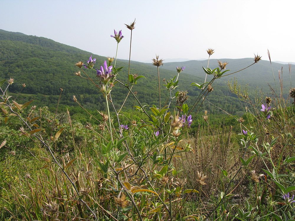 Image of Psoralea bituminosa ssp. pontica specimen.