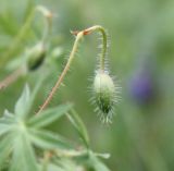 Geranium sanguineum