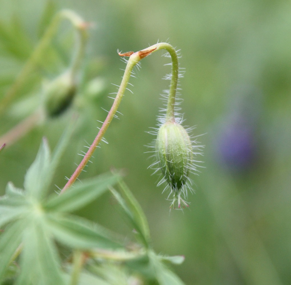 Image of Geranium sanguineum specimen.