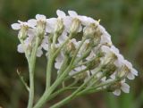 Achillea millefolium. Часть соцветия. Московская обл., г. Королёв, прибрежный луг реки Клязьма. 31.08.2013.