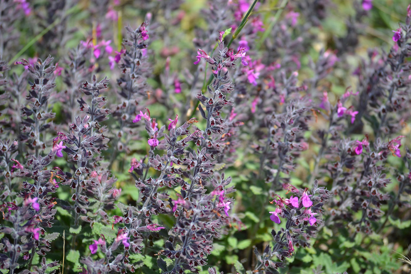 Изображение особи Teucrium chamaedrys.