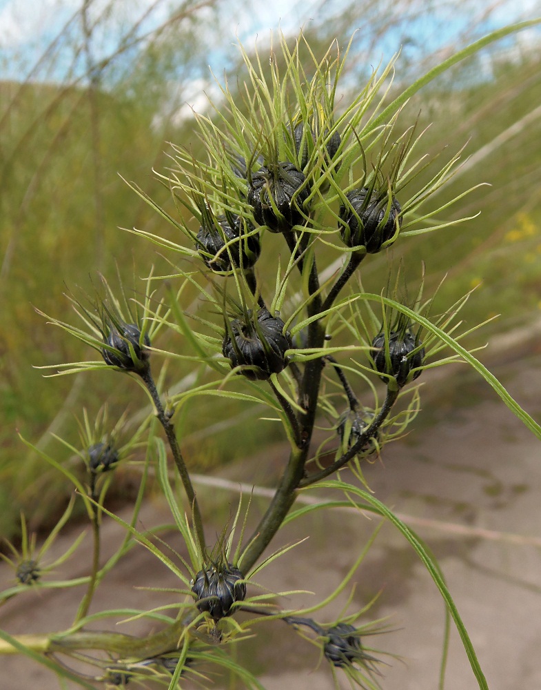 Image of Helianthus salicifolius specimen.