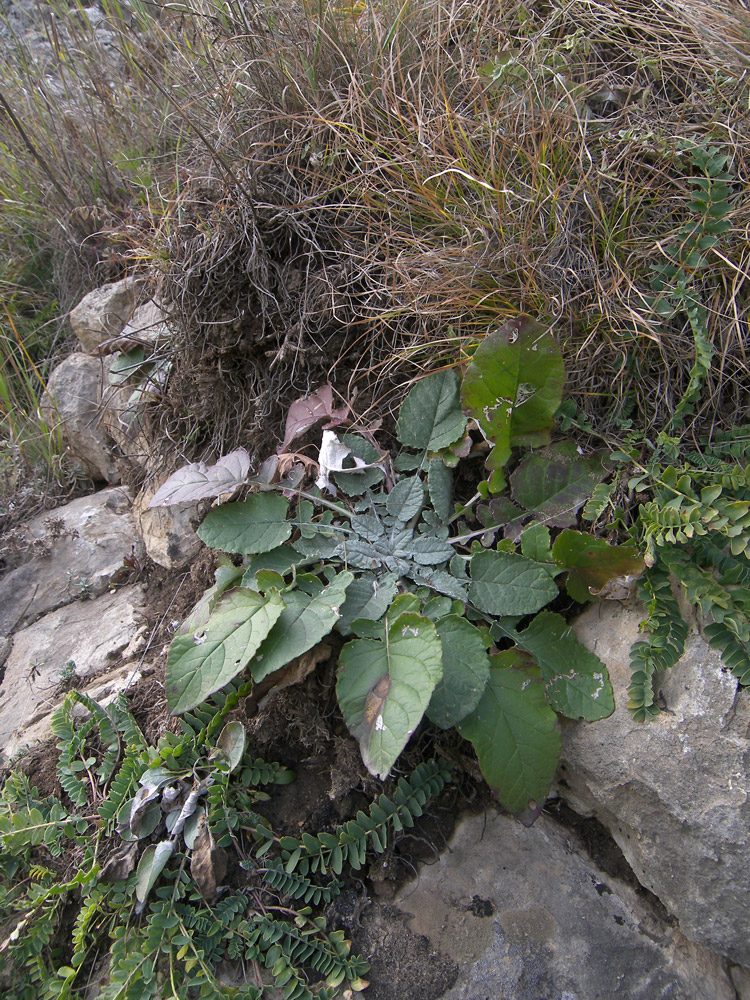 Image of Jurinea alata specimen.