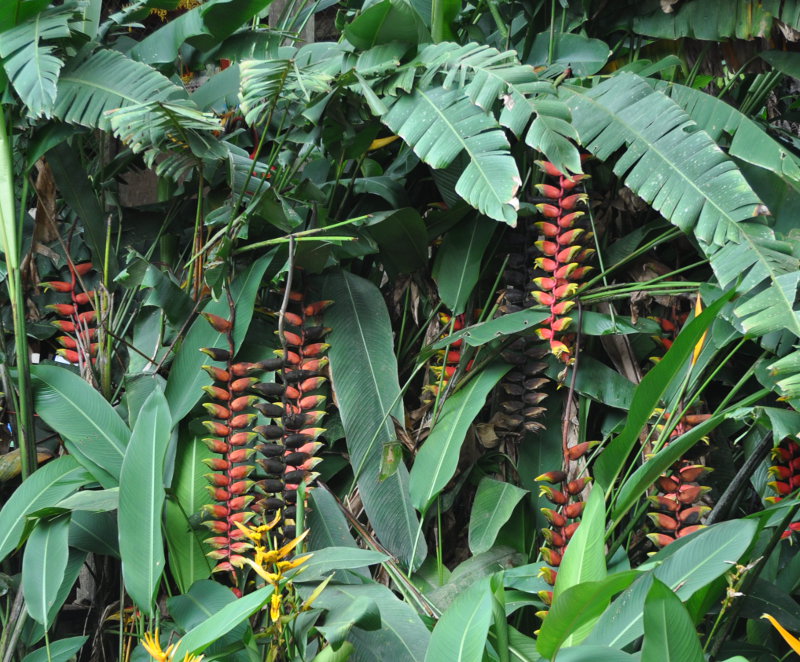 Image of Heliconia rostrata specimen.
