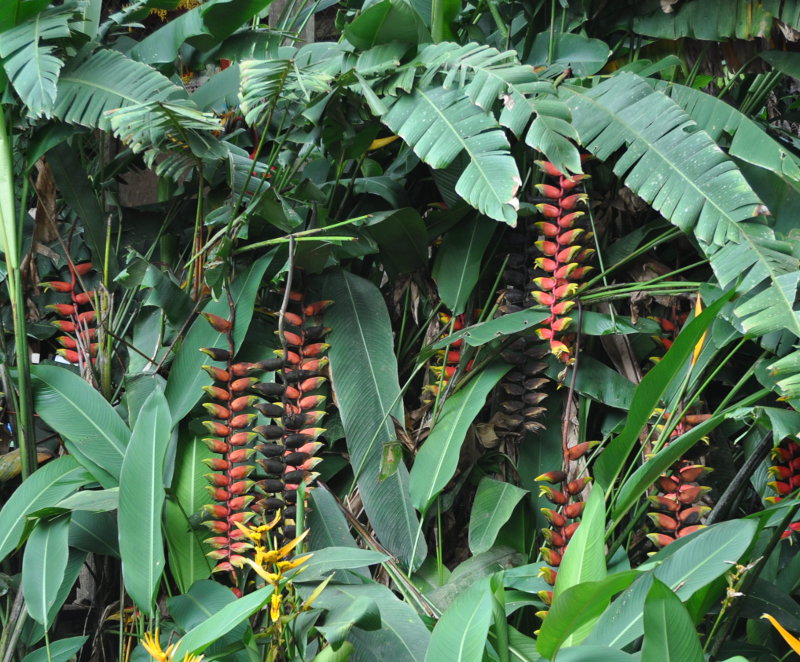 Изображение особи Heliconia rostrata.