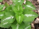 Lamium maculatum. Верхушка побега. Краснодарский край, Крымский р-н, окр. станицы Неберджаевская, берег р. Богого. 17.10.2013.