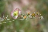 Rindera echinata