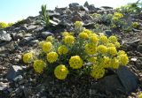 Alyssum lenense