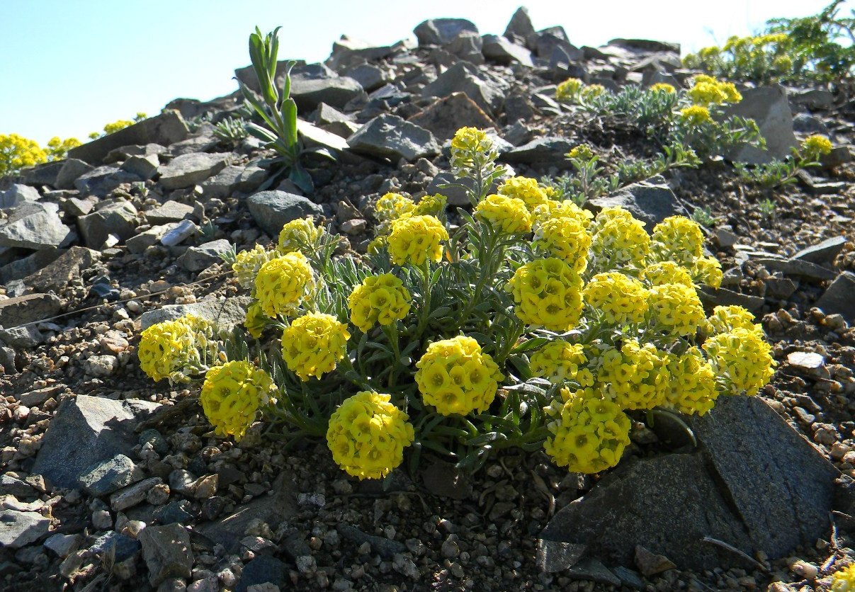 Изображение особи Alyssum lenense.