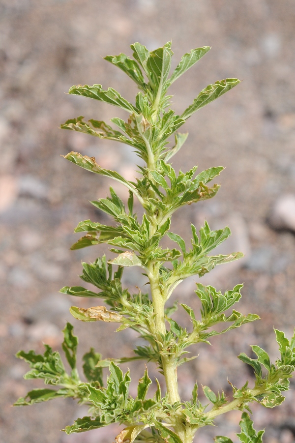 Image of Amaranthus albus specimen.