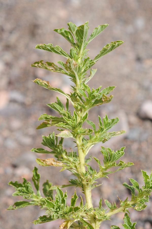 Изображение особи Amaranthus albus.