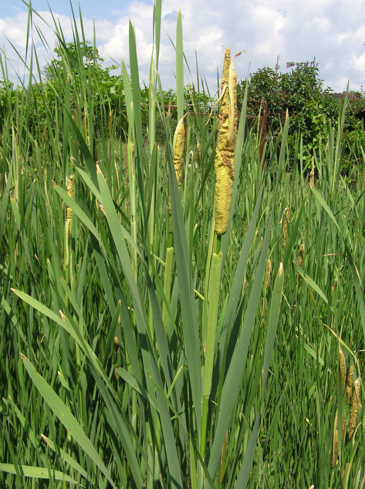 Image of Typha &times; glauca specimen.