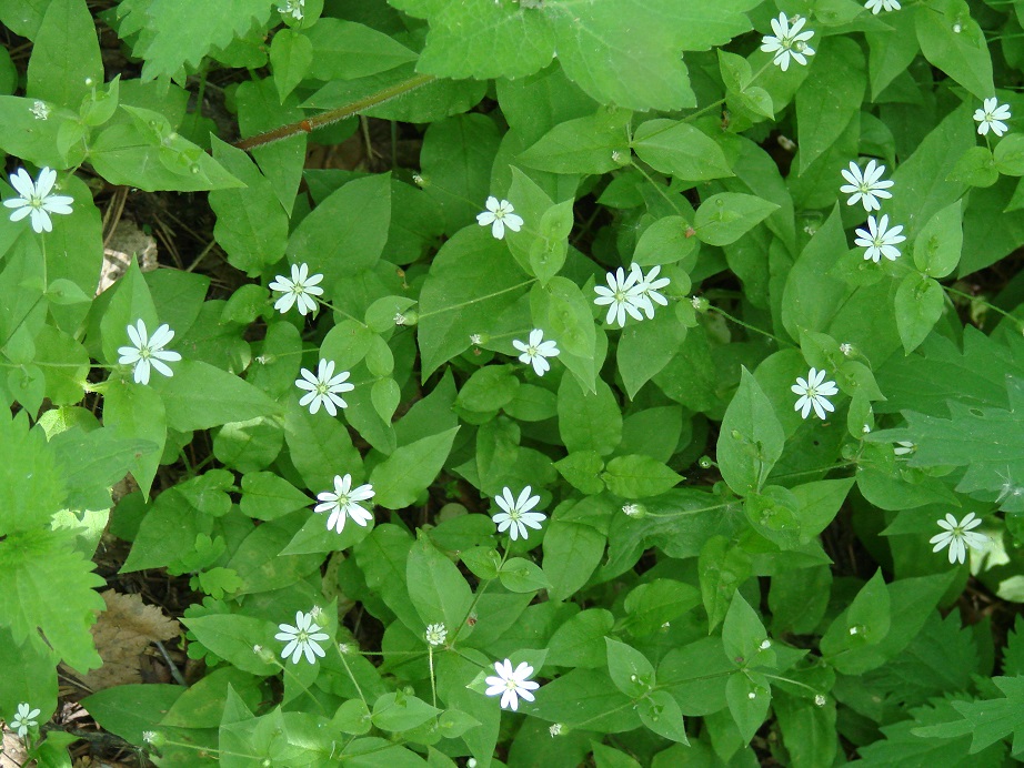 Изображение особи Stellaria bungeana.