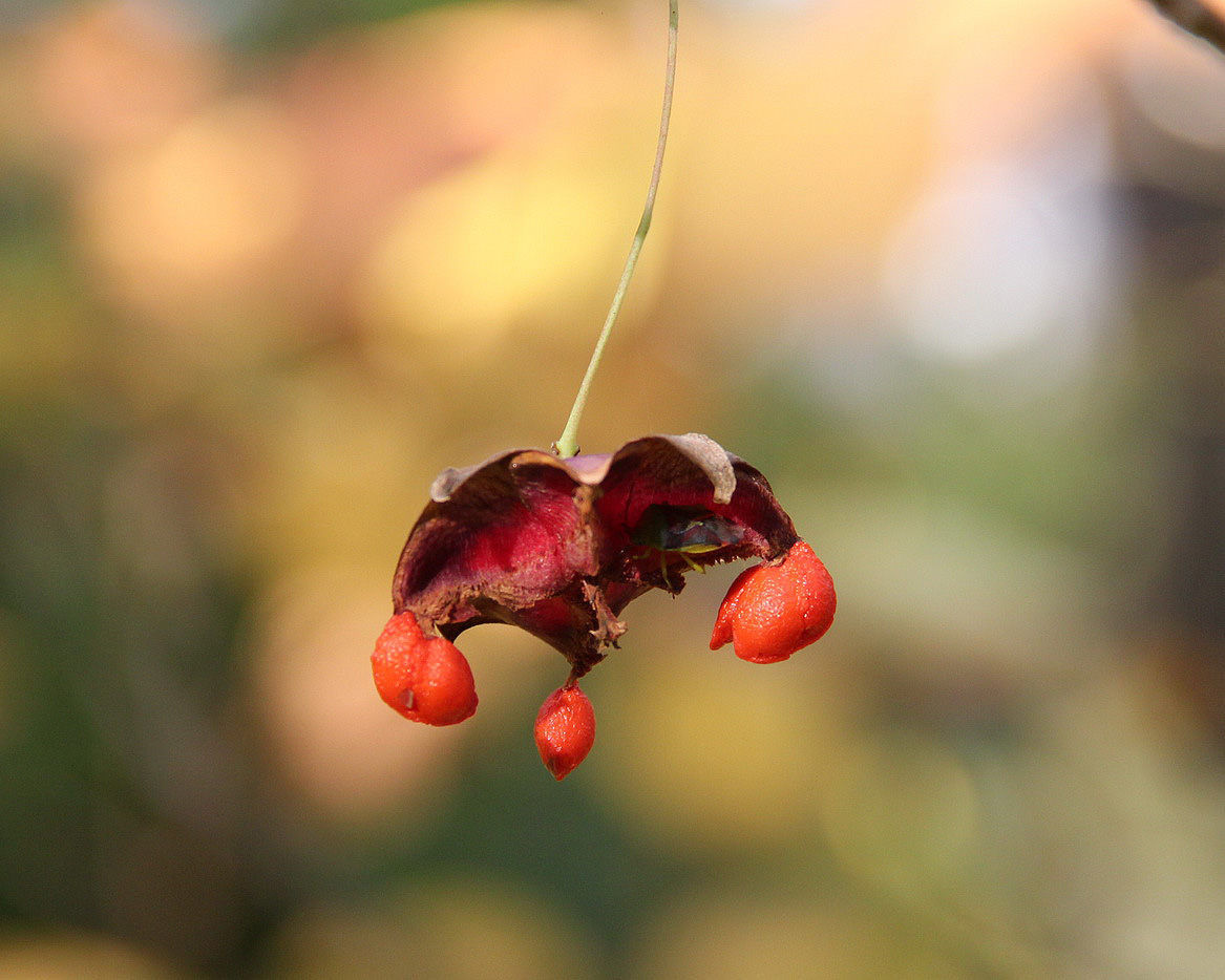 Image of Euonymus macropterus specimen.