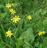 Hemerocallis lilio-asphodelus