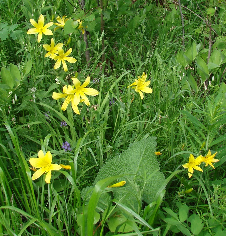 Image of Hemerocallis lilio-asphodelus specimen.