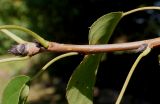 Pyrus hondoensis. Верхняя часть веточки. Германия, г. Дюссельдорф, Ботанический сад университета. 04.09.2013.