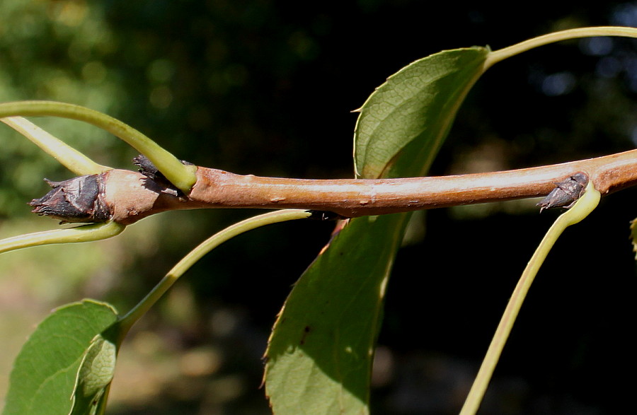 Изображение особи Pyrus hondoensis.