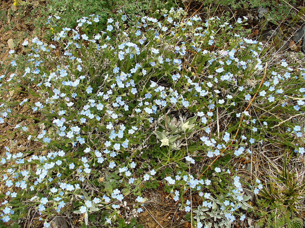 Изображение особи Eritrichium sericeum.