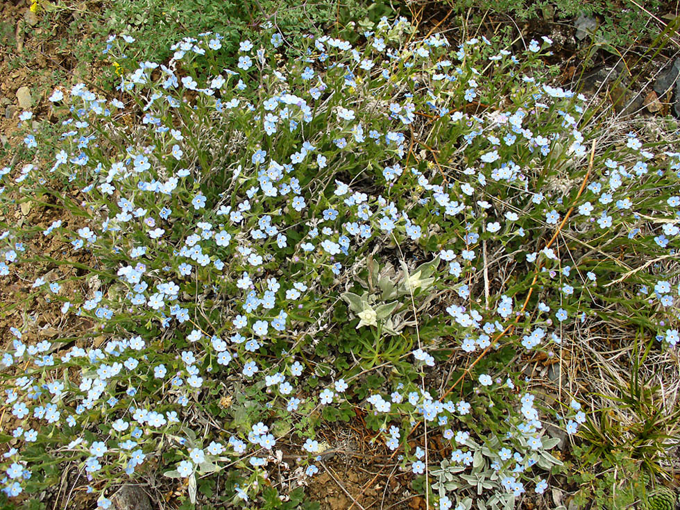 Image of Eritrichium sericeum specimen.