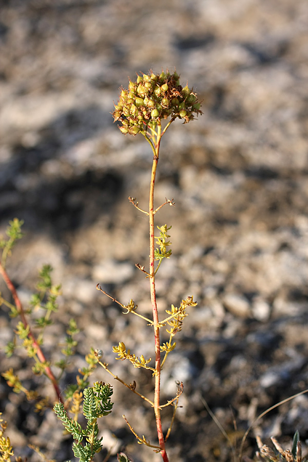 Изображение особи Hypericum scabrum.