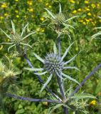 Eryngium planum
