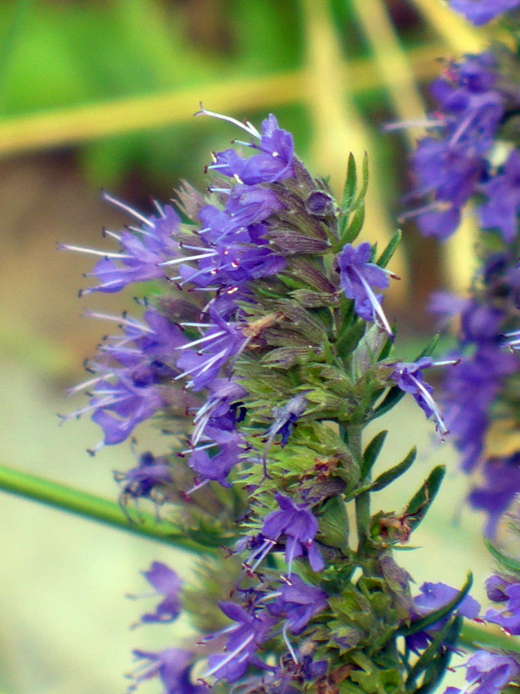 Image of Hyssopus officinalis specimen.