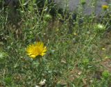 Grindelia squarrosa