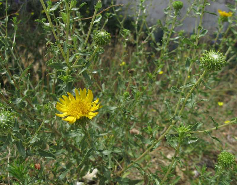 Image of Grindelia squarrosa specimen.