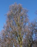 Fagus sylvatica. Верхняя часть кроны покоящегося дерева ('Dawyck'). Германия, г. Bad Lippspringe, Kaiser-Karls Park. 02.02.2014.