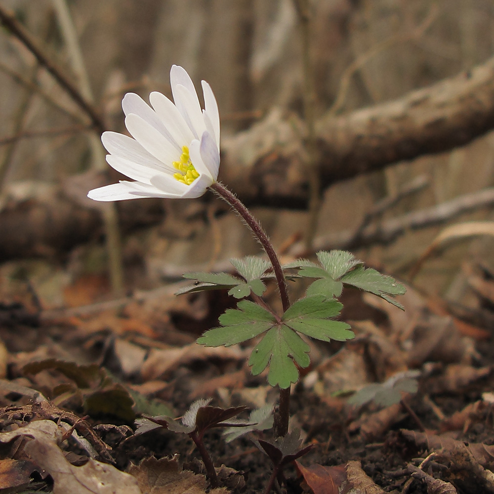 Изображение особи Anemone banketovii.