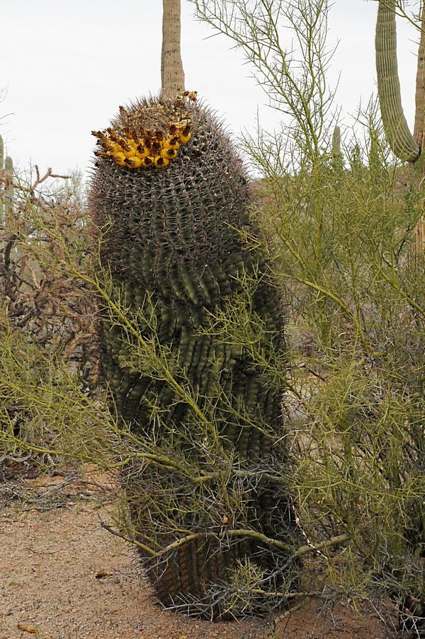 Изображение особи Ferocactus wislizeni.