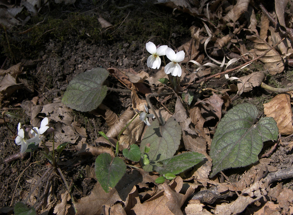 Изображение особи Viola alba var. albiflora.