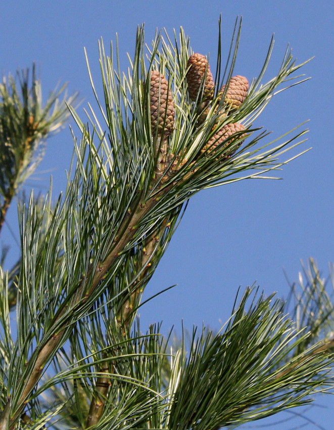 Изображение особи Pinus armandii.