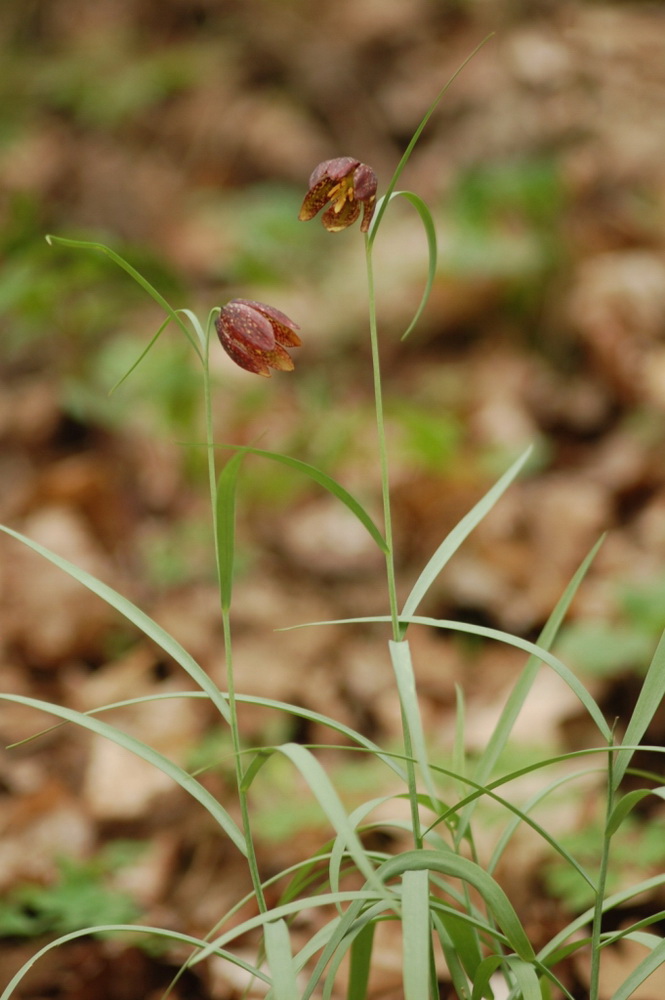 Image of Fritillaria montana specimen.