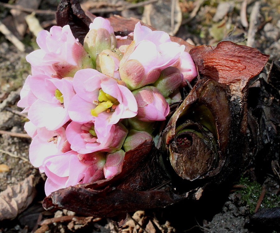 Изображение особи Bergenia ligulata.