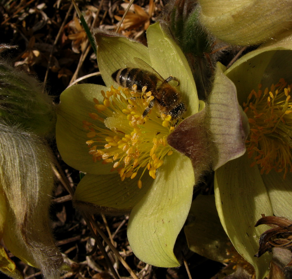 Изображение особи Pulsatilla orientali-sibirica.