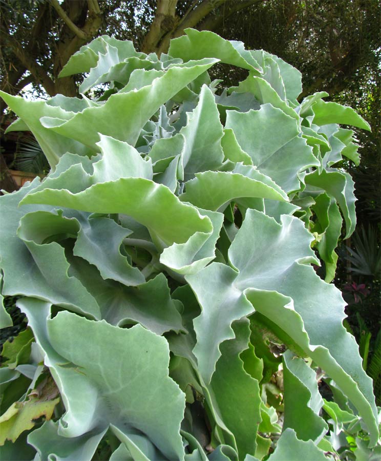 Image of Kalanchoe beharensis specimen.