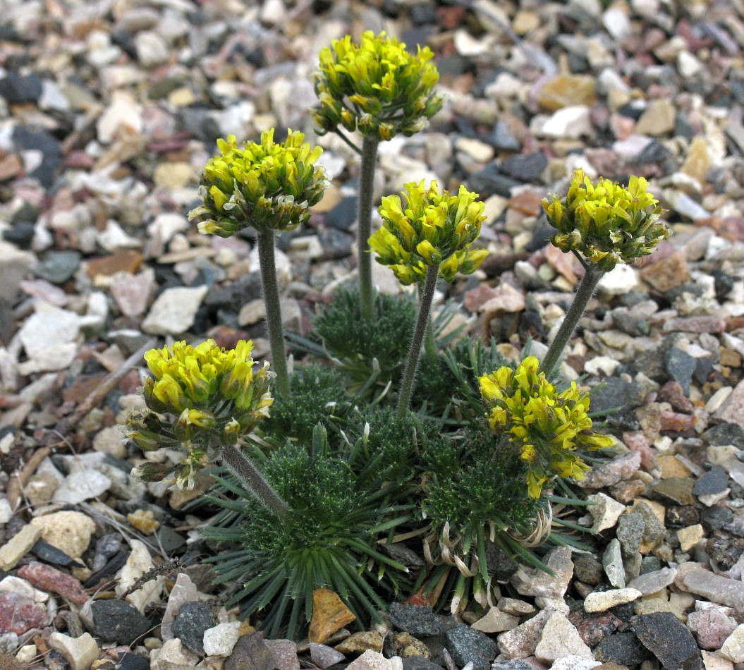 Изображение особи Draba sphaeroides.