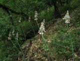 Nectaroscordum bulgaricum. Цветущие растения. Крым, Карадагский заповедник, восточный склон горы Святая, каменистая осыпь в ясеневом лесу. 20 мая 2014 г.