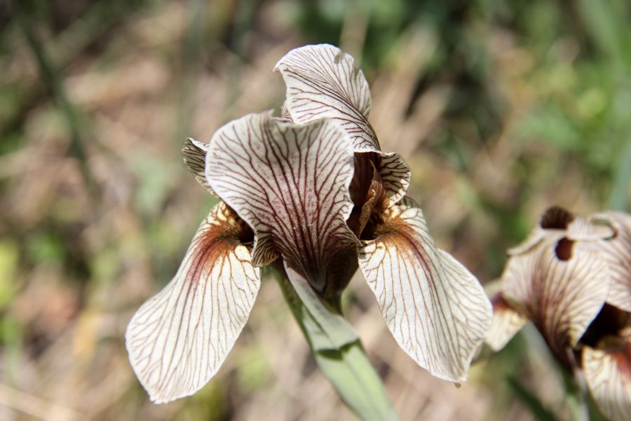 Image of Iris korolkowii specimen.