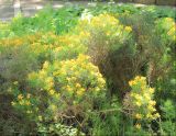 Genista hispanica. Цветущие растения. Крым, Ялтинский горсовет, пос. Никита, Никитский ботанический сад, в культуре. 15 мая 2014 г.