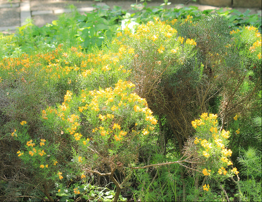 Изображение особи Genista hispanica.