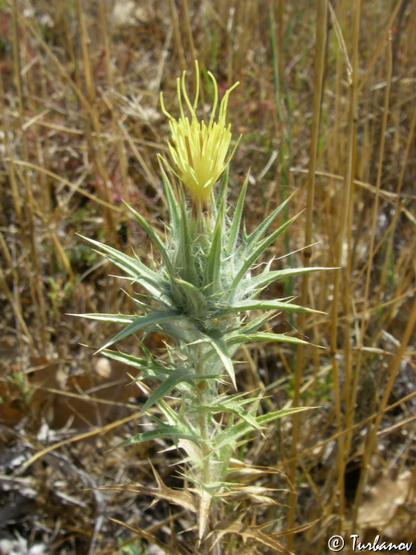 Image of Carthamus lanatus specimen.