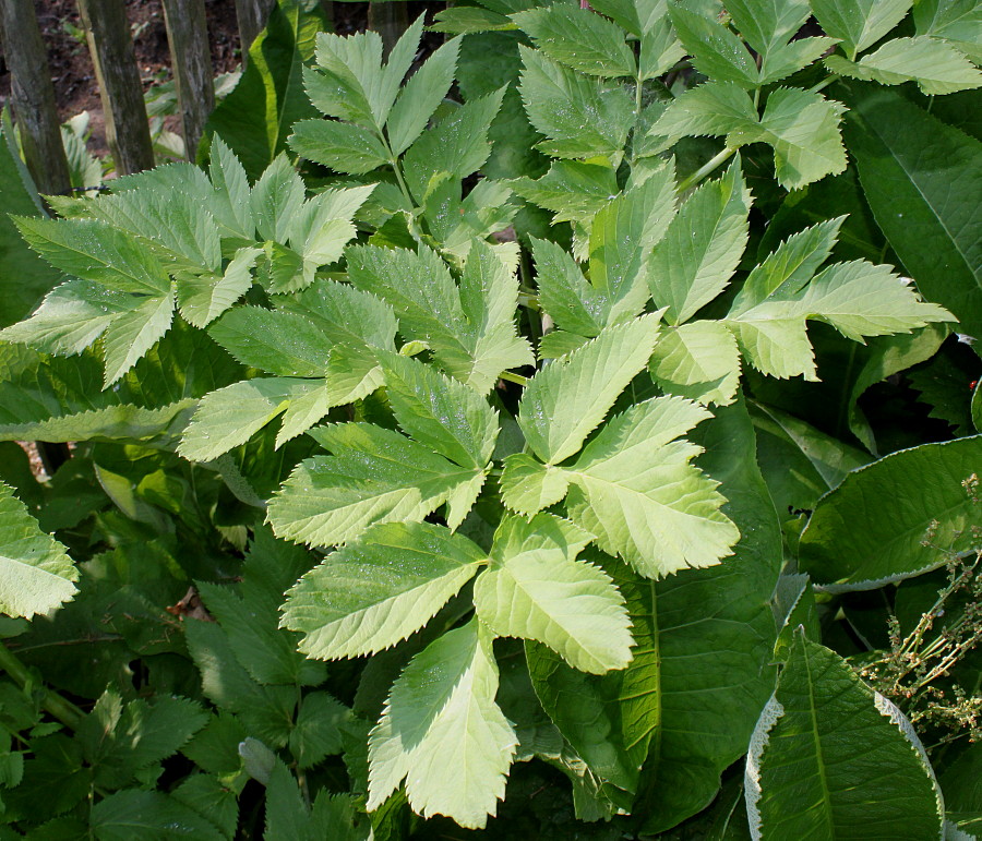 Image of Archangelica officinalis specimen.