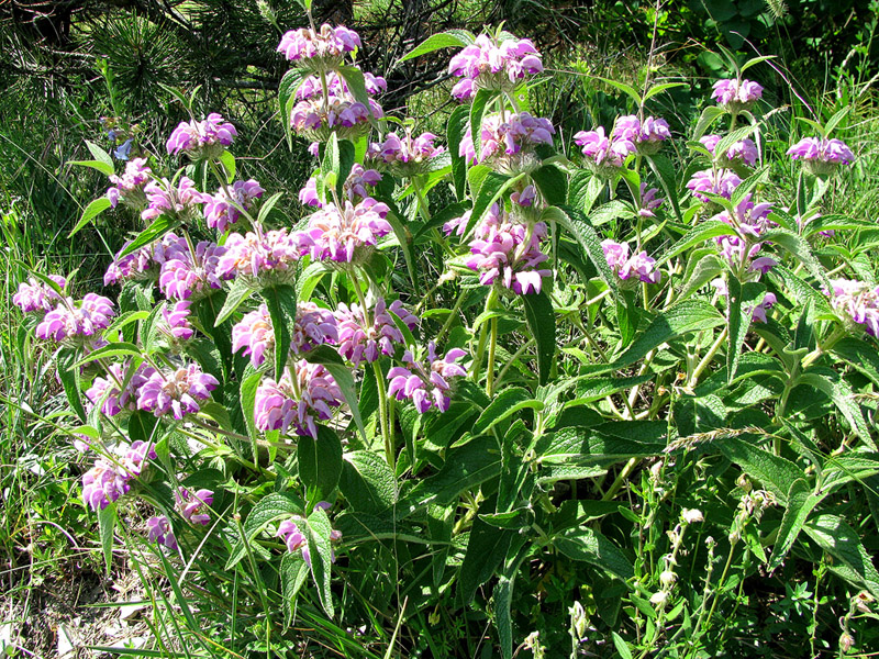 Изображение особи Phlomis taurica.