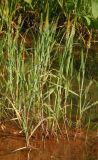 genus Alopecurus