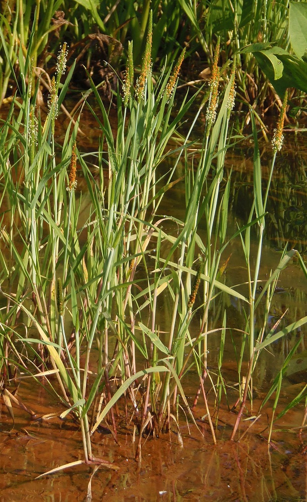 Image of genus Alopecurus specimen.